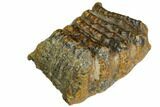 Partial, Fossil Stegodon Molar - Indonesia #149725-2